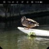 2415552917 Nocpix OMNI L19R